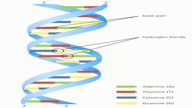 đặc điểm phân tử ADN