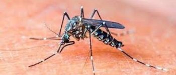 Những nơi trú ngụ ưa thích của muỗi vằn gây sốt xuất huyết