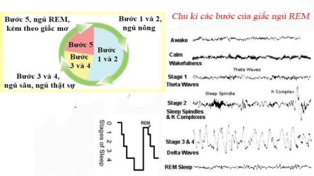 giấc ngủ REM và giấc ngủ NREM