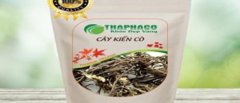 Cây Kiến Cò