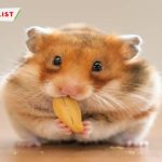 TOP 15+ địa chỉ bán Hamster Bear Hà Nội “cưng xỉu”