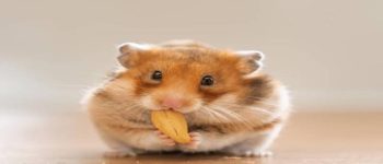 Tham Khảo Ngay Top 5 Cửa Hàng Chuột  Hamster Hà Nội Uy Tín