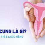 Cổ tử cung là gì? Cấu tạo, vị trí và chức năng