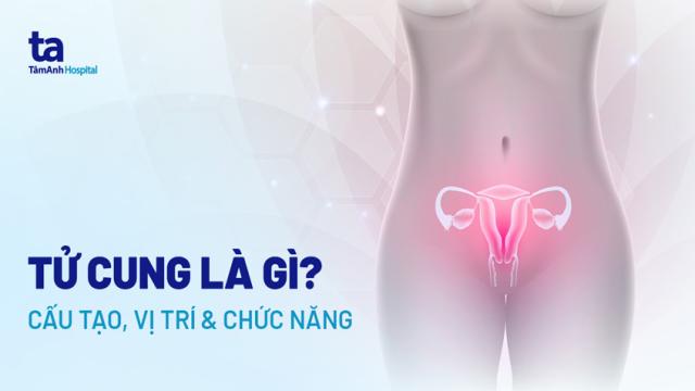 tử cung là gì