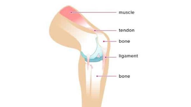 Dây chằng có bản chất là mô liên kết sợi