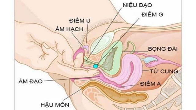 Vị trí thường gặp của điểm G