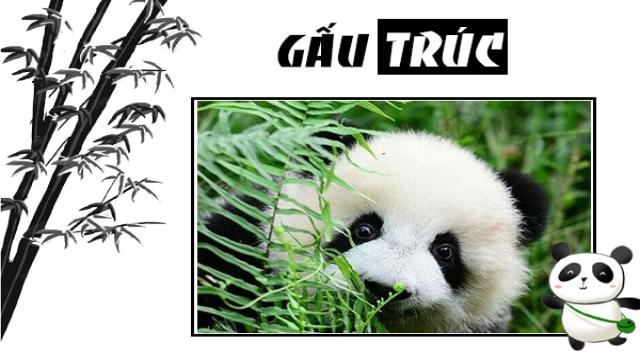 panda, panda là gì, gấu panda, gấu trúc panda, gấu truc panda, gấu trúc trung quốc, trung quốc cho thuê gấu trúc, trung quốc tặng gấu trúc, gấu trúc ăn gì, gấu trúc là quốc bảo của trung quốc, gấu trúc quốc bảo của trung quốc, gấu trúc trung hoa, gấu trúc chỉ có ở trung quốc, gấu trúc nhỏ, gấu trúc dễ thương, gấu trúc sống ở đâu, gấu trúc ở đâu, gấu trúc ở việt nam, gấu trúc có ở đâu, việt nam có gấu trúc không, đặc điểm của gấu trúc, panda sống ở đâu, nuôi gấu trúc ở việt nam, gấu trúc việt nam, gấu trúc có ở việt nam không, gấu trúc đến từ đâu, gấu trúc là biểu tượng của nước nào, gấu trúc lớn, mua gấu trúc ở đâu, có được nuôi gấu trúc không, gấu trúc ở nước nào, gấu trúc có được nuôi không, gấu trúc của nước nào, các loại gấu trúc lớn, nuôi gấu trúc, gấu trúc là gì, đi tìm hiểu cấu trúc của gấu trúc, gấu trúc, cấu trúc của gấu trúc, tìm hiểu cấu trúc của gấu trúc, ở việt nam có gấu trúc không, tính cách của gấu trúc, gấu trúc là gì của trung quốc, panda ăn gì, con gấu trúc, gấu trúc còn bao nhiêu con, gấu trúc con, gấu trúc tiếng anh, gấu trúc có biết bơi không, con gấu trúc tiếng anh là gì, đi tìm cấu trúc của gấu trúc, gấu trúc có ngủ đông không, hình gấu trúc panda, hình gấu trúc, gấu trúc tiếng trung, bán gấu trúc, gấu trúc ăn tre, xem gấu trúc, con gấu trúc đọc tiếng anh là gì, mua gấu trúc, panda gấu trúc, gấu trúc gấu trúc, gấu trúc đẻ con, gấu trúc thuộc họ gì, ve gau truc, tại sao gấu trúc là quốc bảo của trung quốc, gấu trúc bị malaysia trả về trung quốc, gấu trúc đáng yêu, gau panda, gaaus trucs, con gau truc, hinh anh gau truc, gấu trúc tiếng anh là gì, gau truc panda, gấu trúc khổng lồ, hình ảnh con gấu trúc, anh gau truc, hình gấu trúc panda cute, hình ảnh gấu panda, hình ảnh gấu trúc đẹp nhất, thức ăn của gấu, tranh vẽ con gấu trúc, đồ gấu trúc, anan panda, xem còn gấu trúc, panda o, gấu trúc có ý nghĩa gì, con gấu trúc tiếng anh đọc là gì, con gấu trúc trong tiếng anh đọc là gì, gấu trúc trong tiếng anh là gì, số lượng gấu trúc trên thế giới, gấu ban đa, gấu trúc ăn cây trúc, thế giới của gấu trúc, gáu trúc, con panda, quốc bảo gấu trúc, tại sao gấu trúc chỉ có ở trung quốc, gâu truc, gấu trúc con giá bao nhiêu, tại sao gấu trúc ăn tre, gấu trúc ngu, ý nghĩa của gấu trúc, gau truc, gấu banda, thế giới của bé gấu trúc, gấu truc, gấu trúc con dễ thương, hinh gấu trúc, hình ảnh panda, hinh gau truc