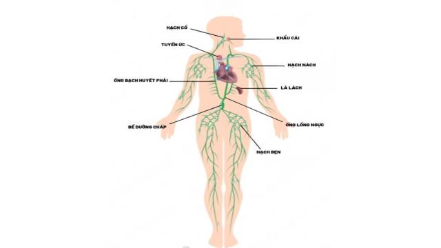 hạch bạch huyết nằm ở đâu