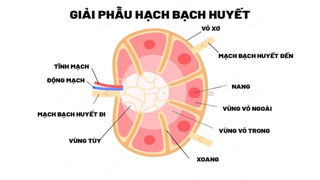 cấu tạo hạch bạch huyết