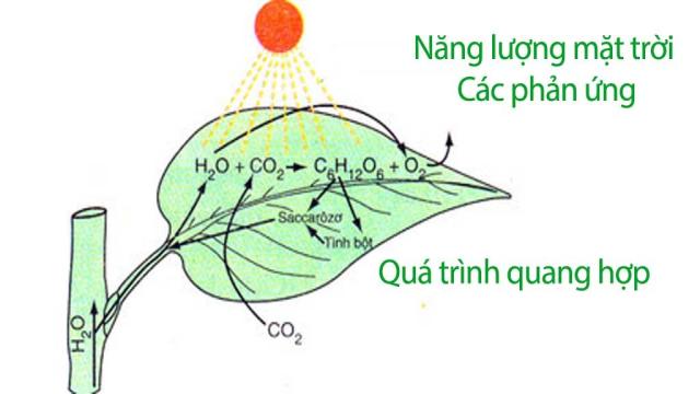 Quang hợp là gì? Ý nghĩa, vai trò của quang hợp ở thực vật là gì?