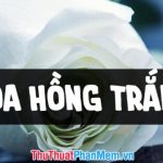 Những hình ảnh hoa hồng trắng đẹp nhất