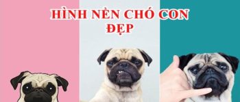 Hình nền chó con