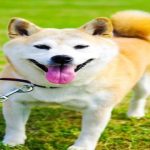 [Tổng hợp] Các Hình Nền Chó Shiba chibi cute được yêu thích