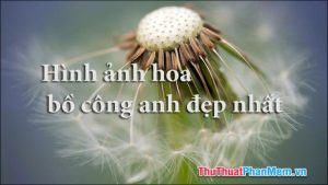 50+ Hình ảnh hoa Bồ Công Anh - Tổng hợp những hình ảnh hoa Bồ Công Anh đẹp nhất