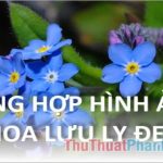 Hoa Lưu Ly - Tổng hợp hình ảnh hoa Lưu Ly đẹp nhất