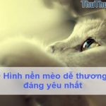 50+ Hình nền mèo dễ thương và đáng yêu nhất