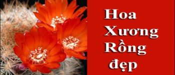 Hoa Xương Rồng đẹp - Tổng hợp những hình ảnh hoa Xương Rồng đẹp nhất