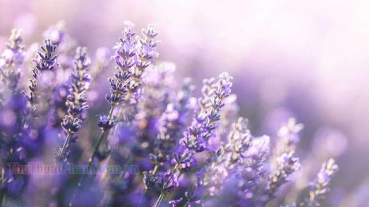 Mê mẩn trước vẻ đẹp của Provence – thiên đường hoa oải hương của nước Pháp  - Tin tức phổ thông