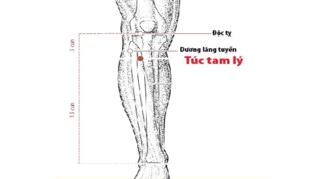 Huyệt Túc Tam Lý là gì?