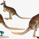 Chuột Túi Kangaroo – Loài linh vật nổi tiếng của đất nước Úc