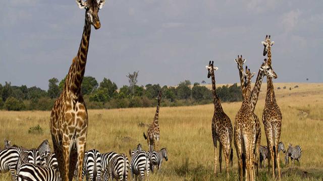 Thiên nhiên hoang dã Masai Mara - Kenya - khamphachauphi