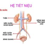 Bệnh viêm đường tiết niệu khám ở đâu tốt?