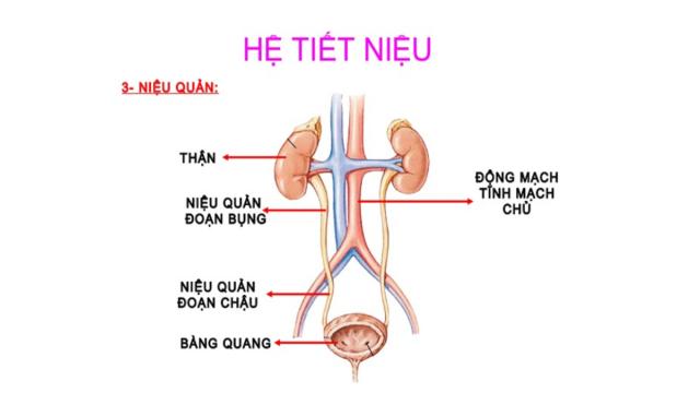 Hệ tiết niệu vùng niệu quản