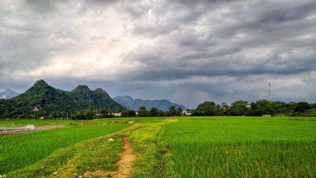 dong lua kim boi hoa binh