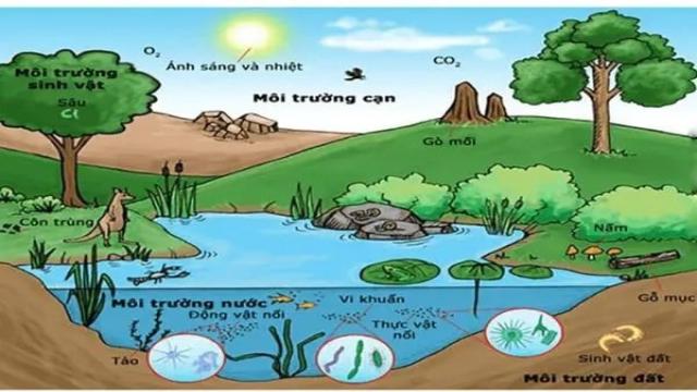 Loại Cây Ưa Nhiệt Thường Phân Bố Ở Vùng