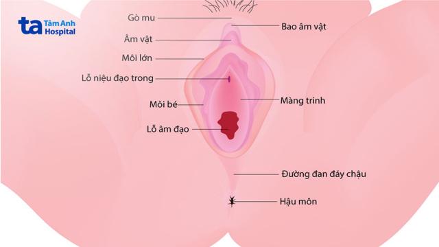 vị trí của màng trinh trong cơ quan sinh dục nữ