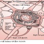 ✴️ Cấu tạo, chức năng của hệ thần kinh