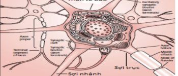 ✴️ Cấu tạo, chức năng của hệ thần kinh