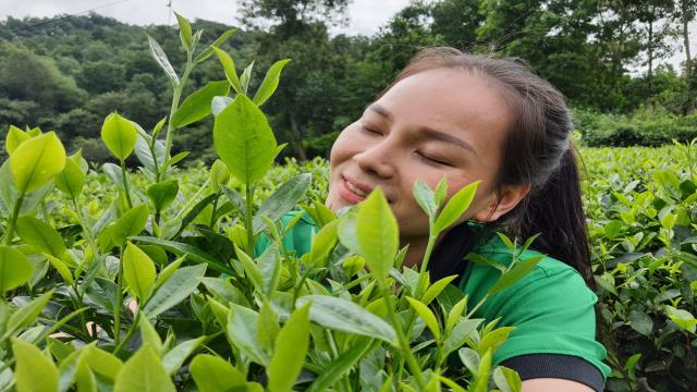 4 địa chỉ uy tín cung cấp chè Thái Nguyên ngon ở Hà Nội 102