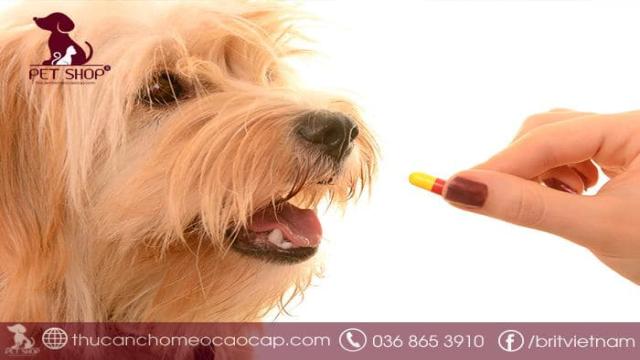 Các loại thuốc tẩy giun cho chó phổ biến