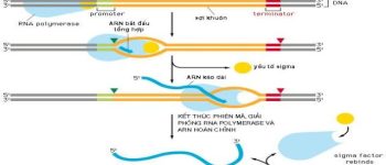 Sinh Học 12 Bài 2: Phiên Mã Và Dịch Mã Lý Thuyết, Bài Tập