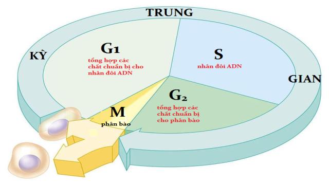 Quá trình nhân đôi ADN diễn ra khi nào?