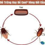 Trứng Gián Như Thế Nào? Gián Đẻ Trứng Hay Đẻ Con?