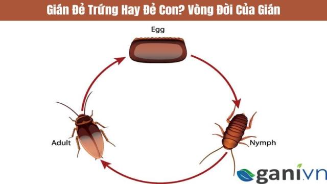 Gián Đẻ Trứng Hay Đẻ Con? Vòng Đời Của Gián