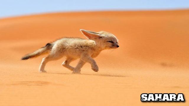 sa mạc sahara, sa mạc sahara ở đâu, sa mạc sa ha ra, sa mạc sahara ở nước nào, sa mạc sahara nằm ở đâu, hình ảnh sa mạc sahara, khám phá sa mạc sahara, nhiệt độ ở sa mạc sahara, tìm hiểu về sa mạc sahara, sa mạc sahara của nước nào, sahara ở đâu, sa mạc sahara thuộc nước nào, hoang mạc sahara ở đâu, sa mac sahara o dau, sa mạc ở nước nào, hoang mạc sahara nằm ở đâu, sa mạc sahara nằm ở nước nào, sa mạc ở đâu, sahara nằm ở đầu