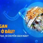 Sán lá gan ký sinh ở đâu? Đặc điểm cấu tạo, di chuyển cách nào?