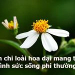 Câu nói hay về hoa, cap về hoa, stt về hoa hay và ý nghĩa