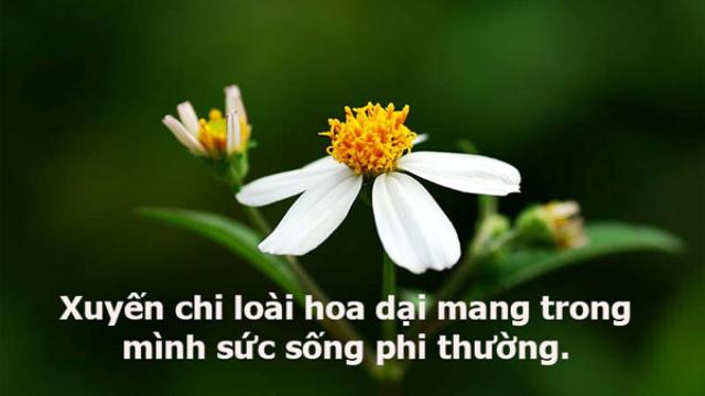 Phụ nữ và hoa