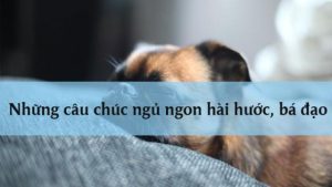 Những câu chúc ngủ ngon hài hước, bá đạo trên từng hạt gạo