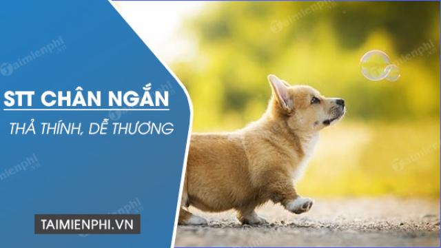 stt chan ngan chat de thuong