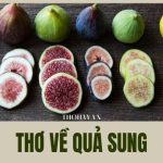 Thơ Về Quả Mít, Cây Mít, Cây Quất, Cây Phong Lá Đỏ ❤️️45+ Bài 