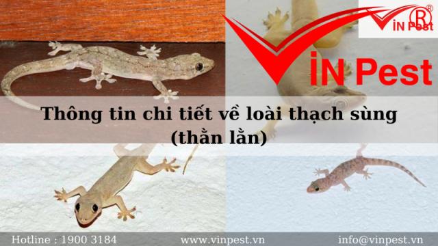 Thông tin chi tiết về loài thạch sùng (thằn lằn)