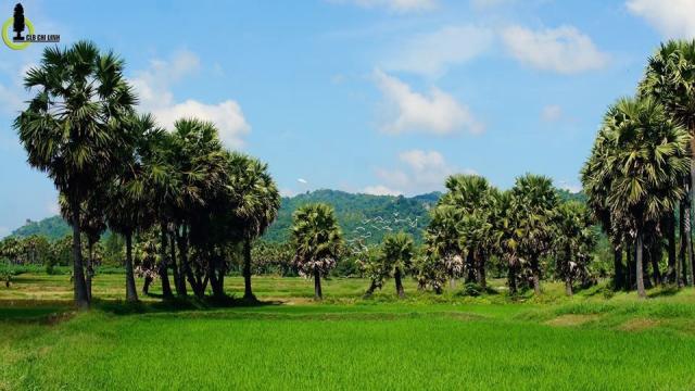 Thốt nốt