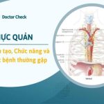 Thực quản nằm ở đâu? Cấu tạo, chức năng và các bệnh thường gặp