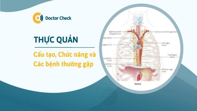 Thực quản nằm ở đâu? Cấu tạo, chức năng và các bệnh thường gặp