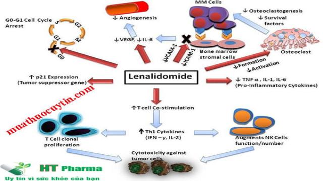 Cơ chế tác dụng của thuốc Lenalid